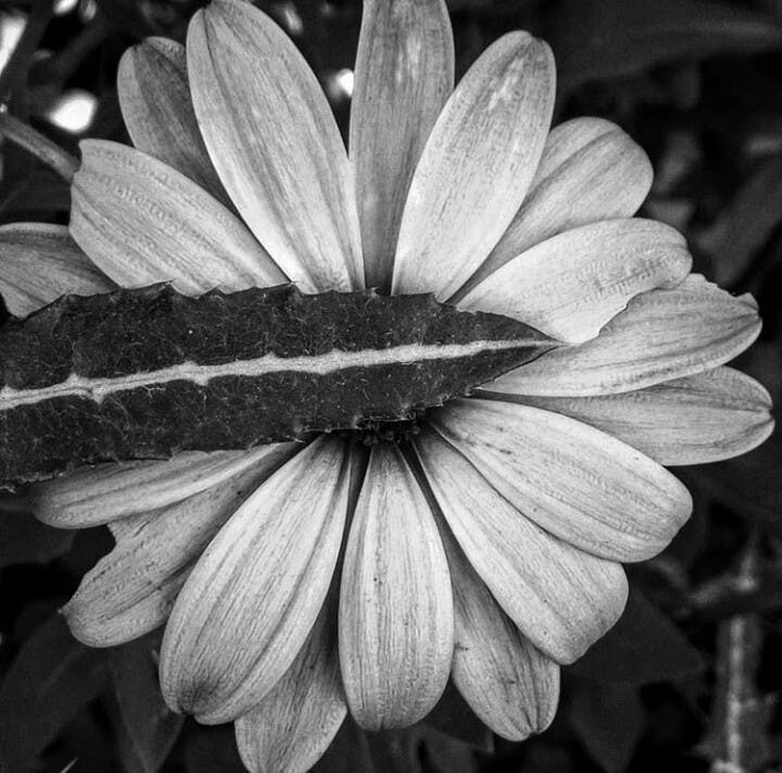 Free stock photo of #Black #White #plant #flowers #green #soft #leaves