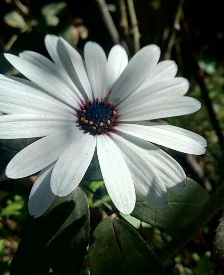 Free stock photo of beautiful flowers, dark green plants, green