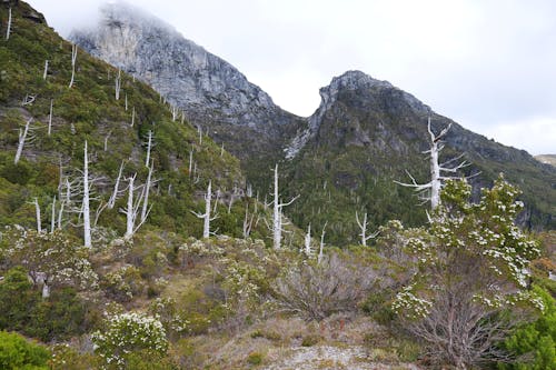 Bare Trunks of Dead Trees on a Mountain Slope