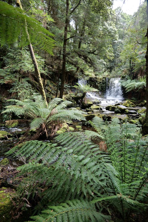 View of a Forest and a Small Waterfall in the Background 