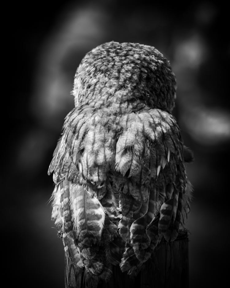 Owl In Black And White