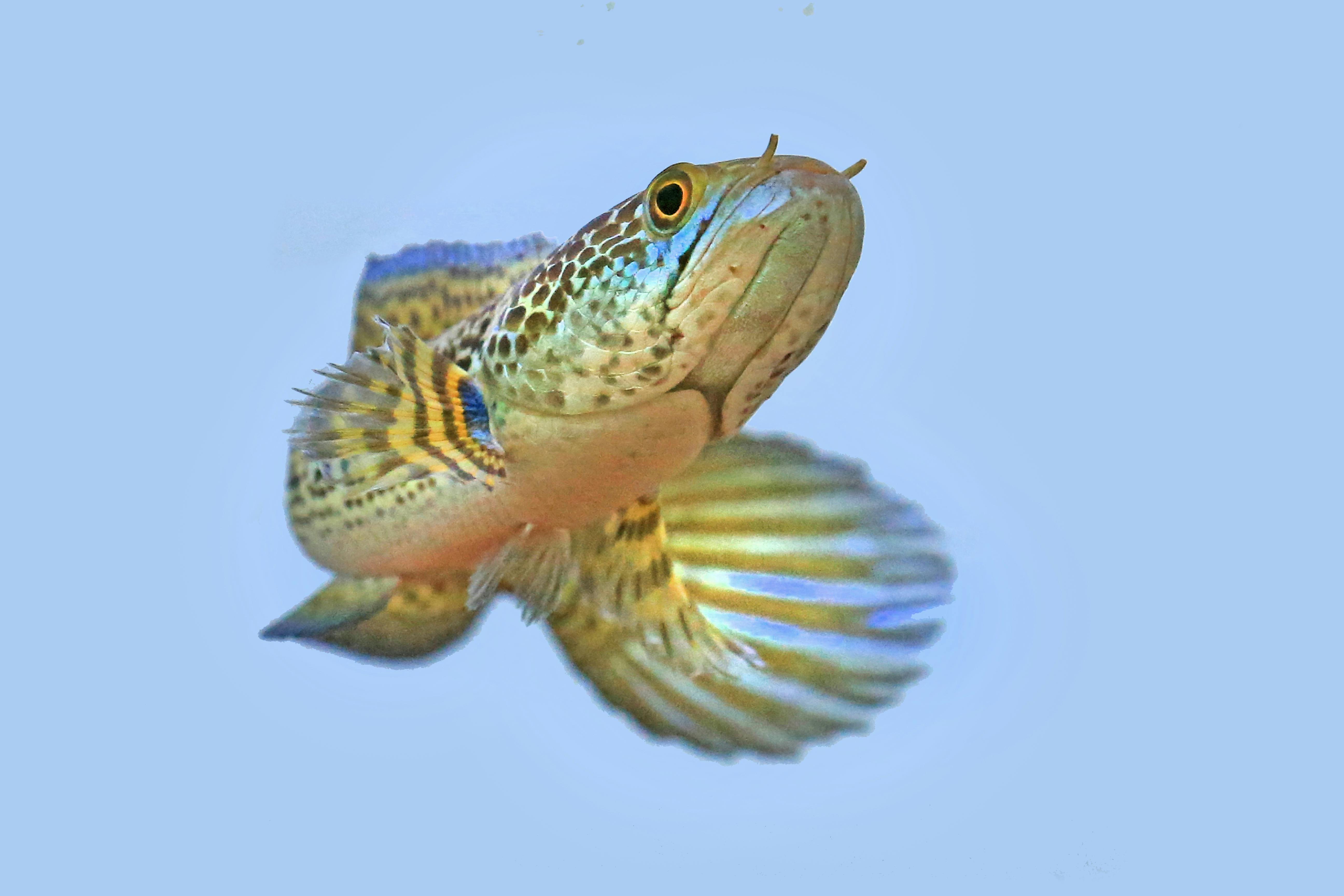 Cute Fish Stock Photos Images and Backgrounds for Free Download