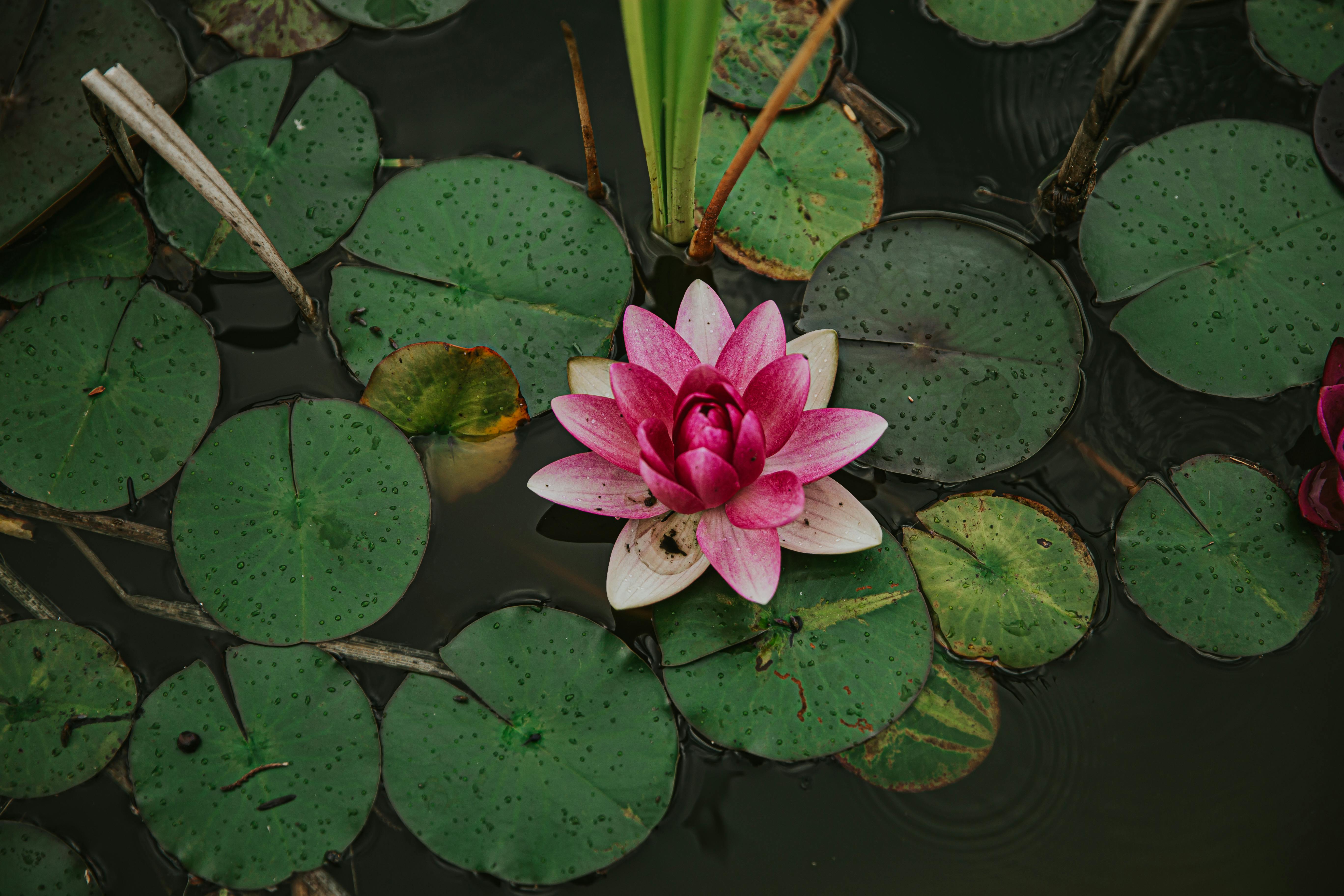 A stunning pink lotus flower blossoming in a lush pond, surrounded by green lily pads.