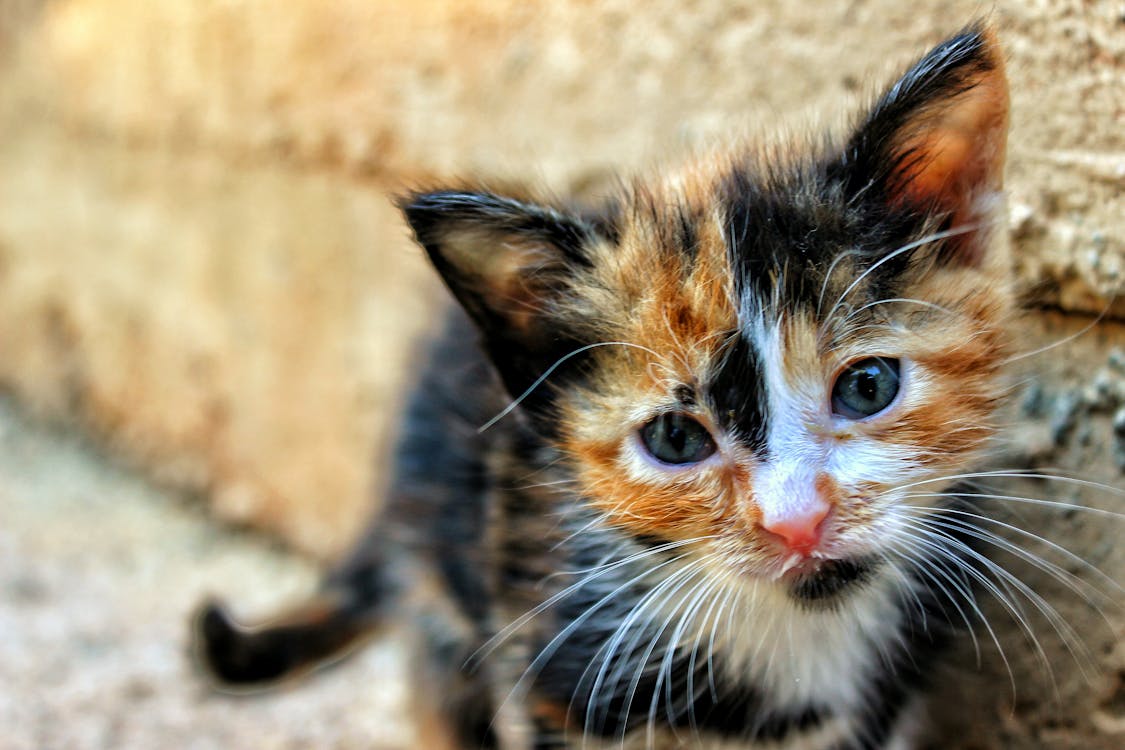 Close-up Photography of Tortoiseshell Kitten