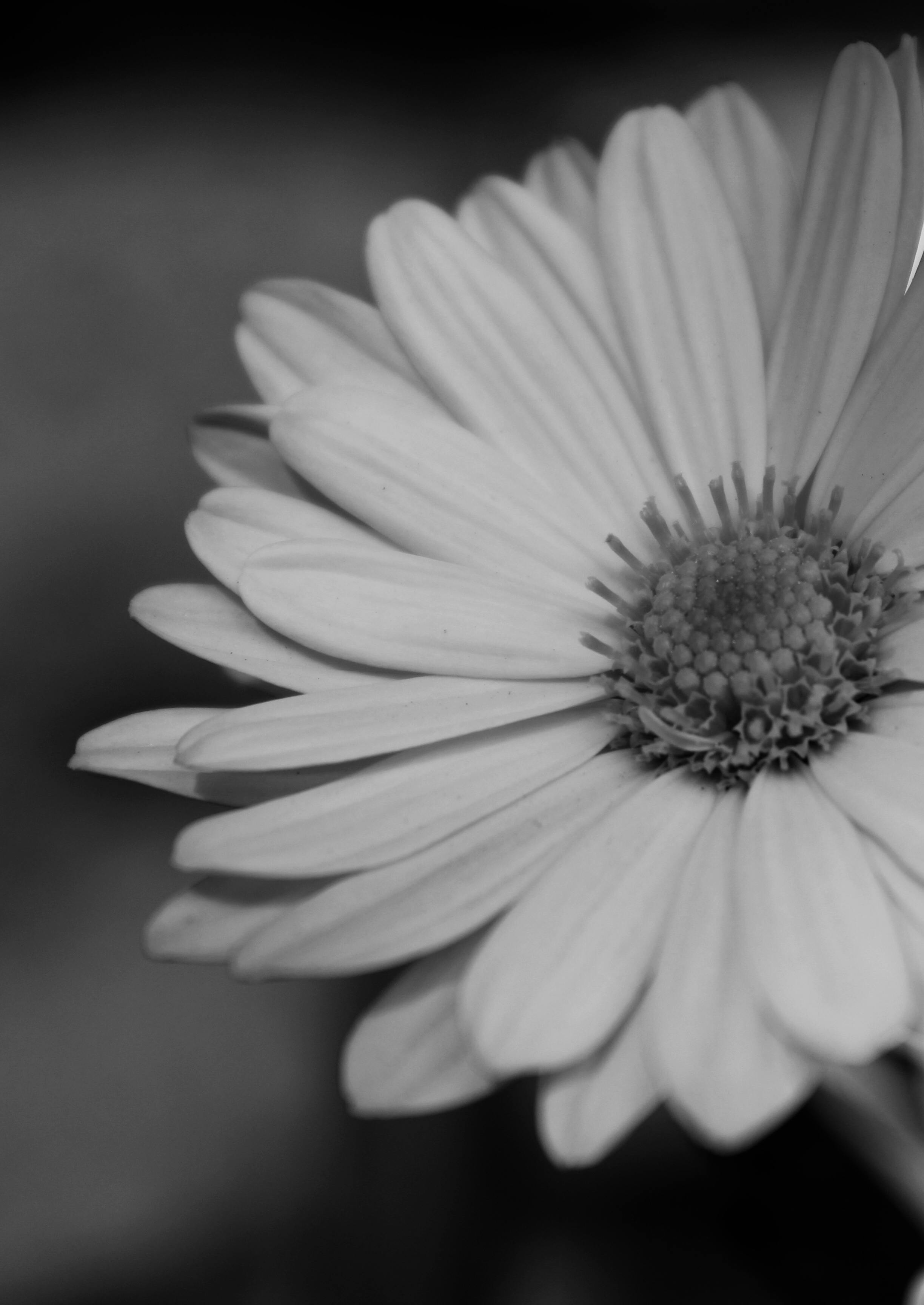 Free stock photo of beautiful flower, black and white, flower