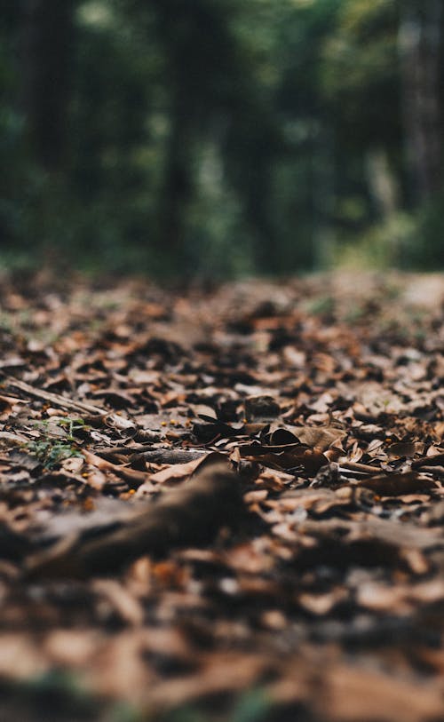 Kostnadsfri bild av löv, mark, skärpedjup