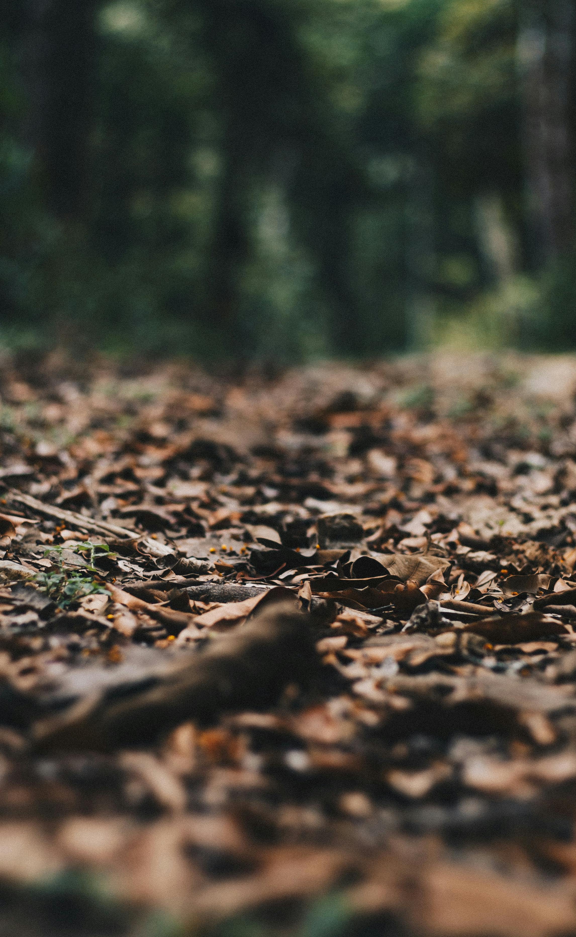 Selective Photography Of Withered Leaves On Ground · Free Stock Photo