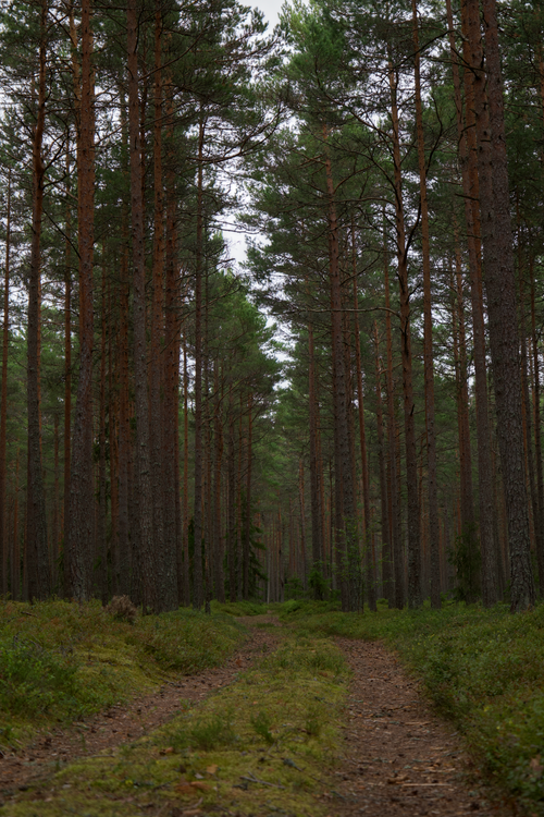 Free Tranquil view of a lush green coniferous forest with a dirt path winding through tall trees. Stock Photo