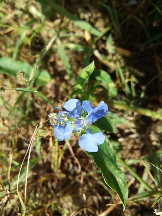 Free Δωρεάν στοκ φωτογραφιών με μπλε λουλούδια Stock Photo