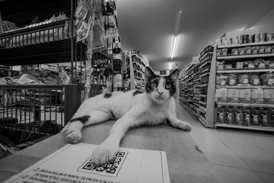 Pet shop / banho e tosa