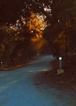 金色的黎明光芒洒在宁静的森林小径上，雾气营造出宁静的氛围