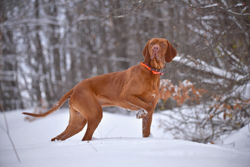 Free A Hungarian Vizsla dog stands alert in a snowy forest, showcasing its sleek brown coat and vibrant personality. Stock Photo