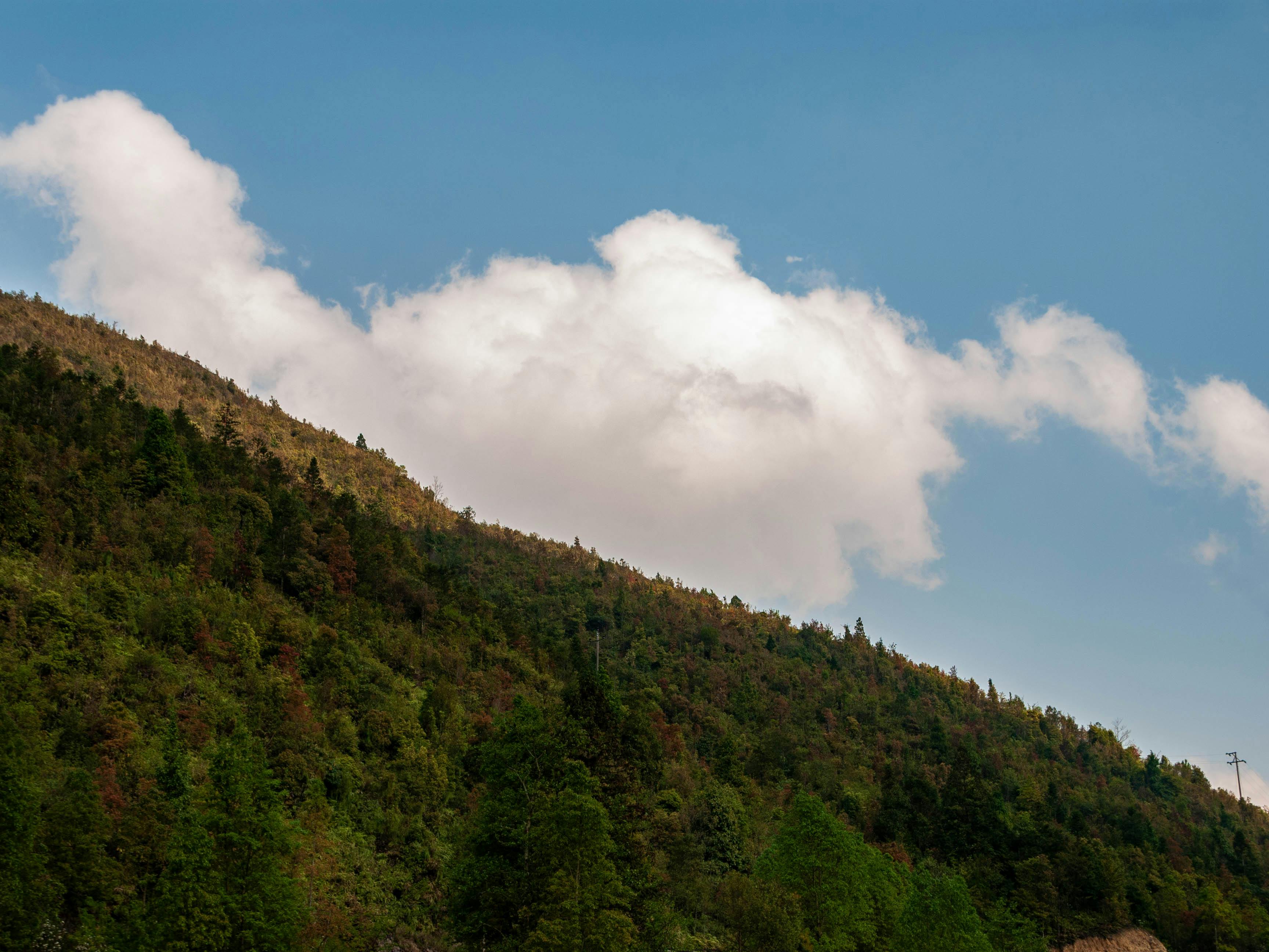 Forest and Cloud · Free Stock Photo