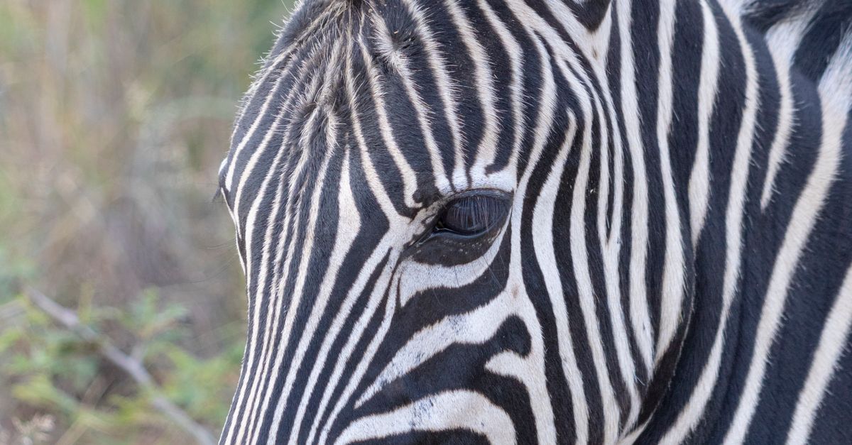 Close up of a Zebra Head · Free Stock Photo