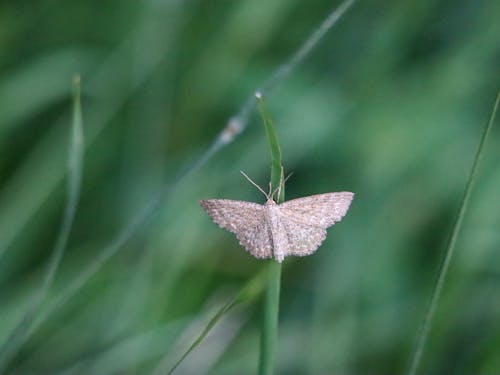 Moth on a Blade of Grass 