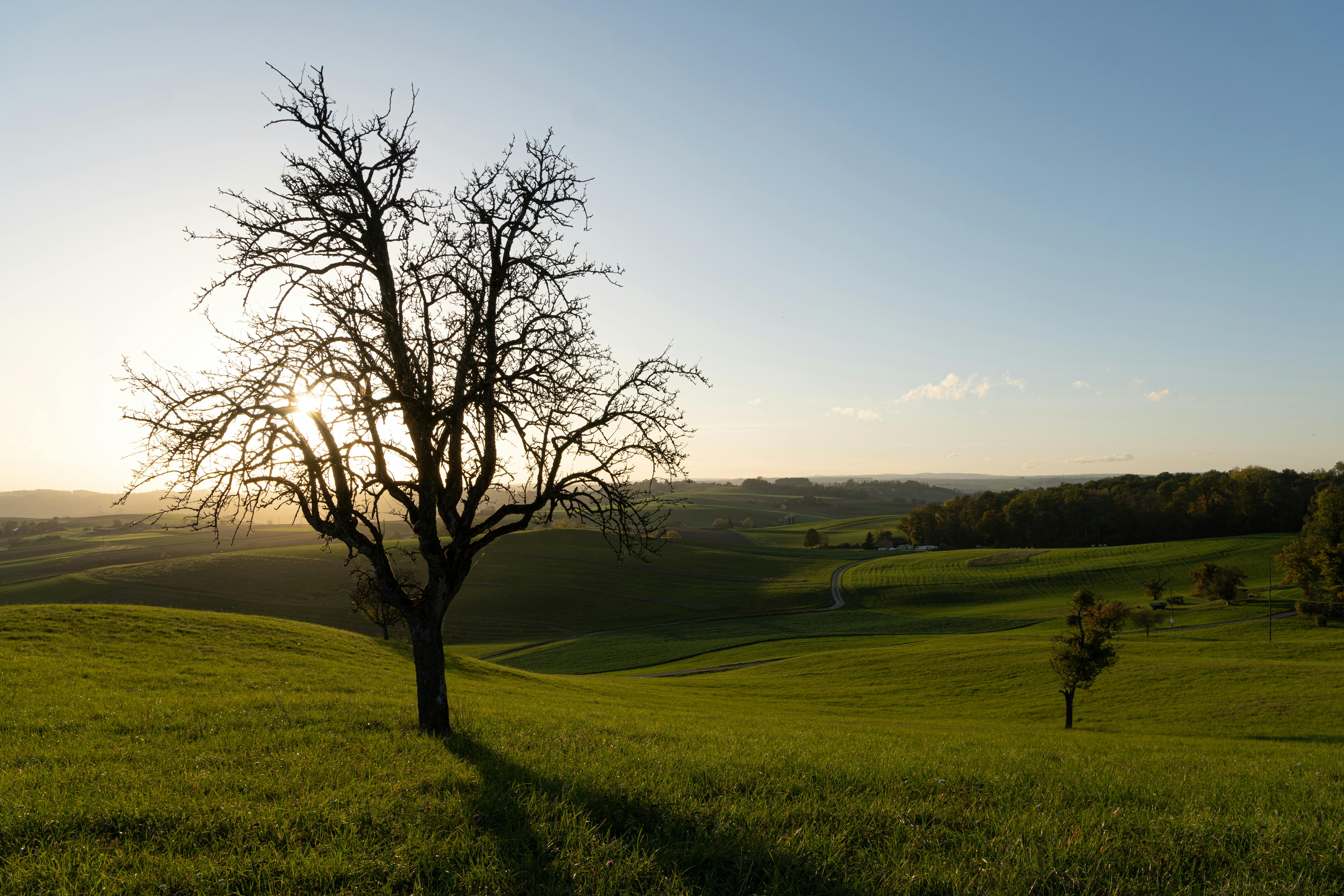 Scenic View of a Field at Sunrise · Free Stock Photo