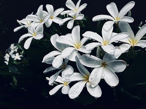 꽃, 참파, 흰 꽃의 무료 스톡 사진