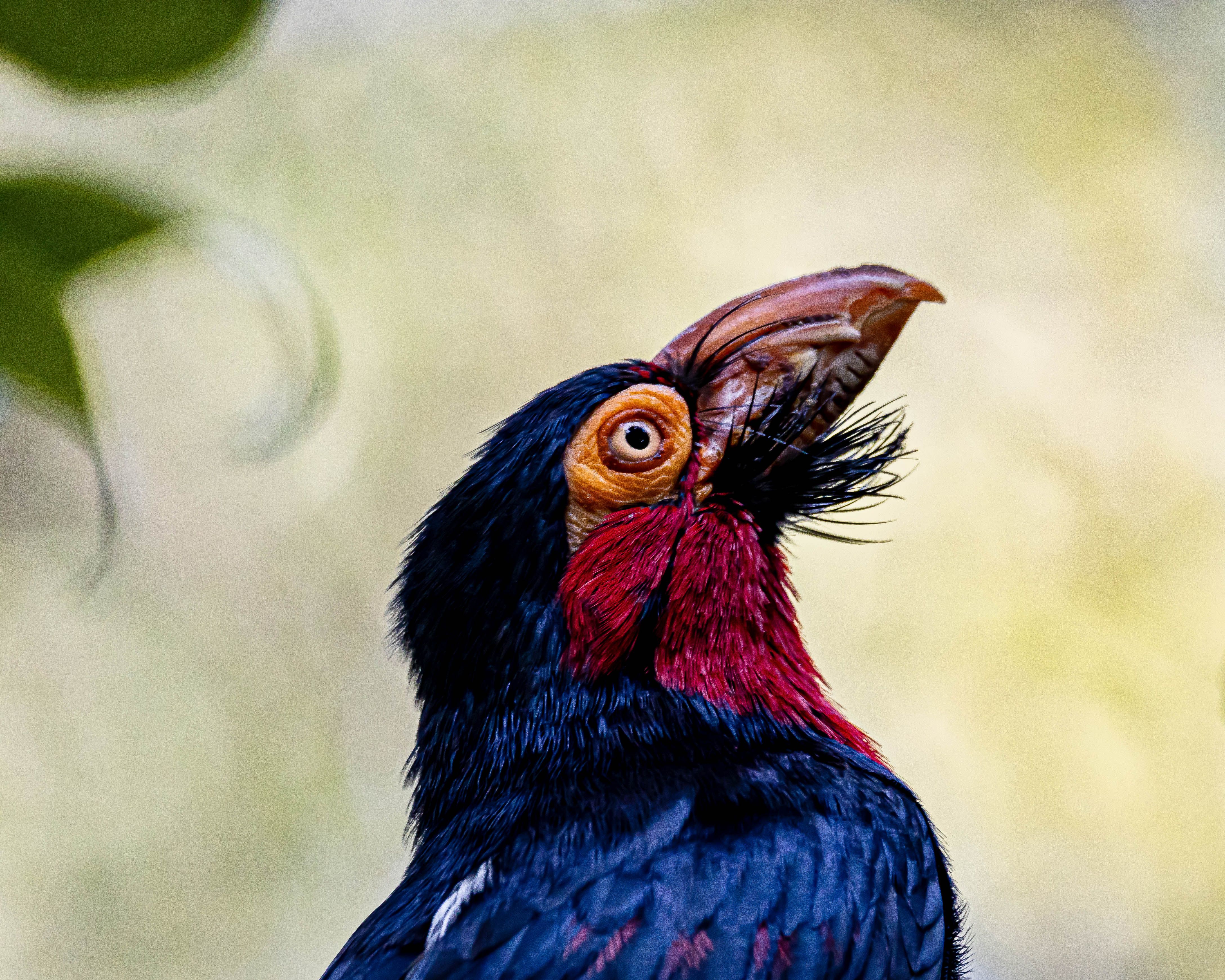 A detailed close-up shot of a bearded barbet bird in its natural habitat with vibrant colors.