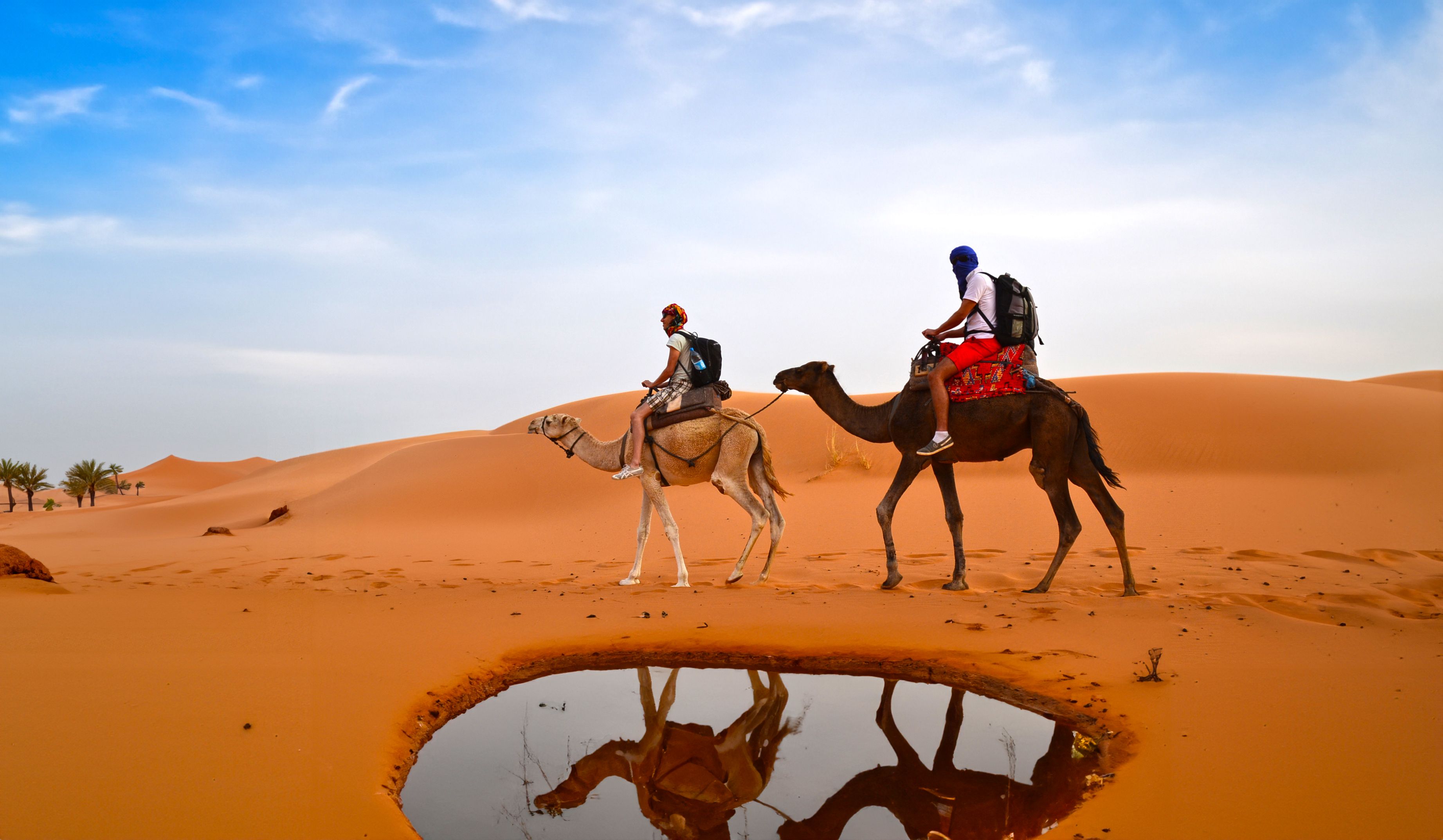 Men Riding Camels on Beach · Free Stock Photo