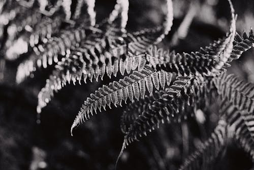 Ferns