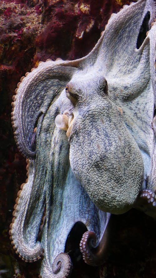 Close-up of an Octopus 