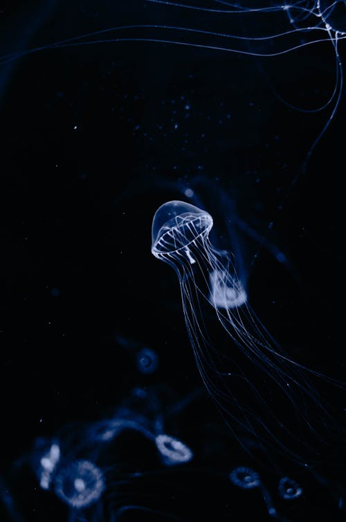 Jellyfish in Sea