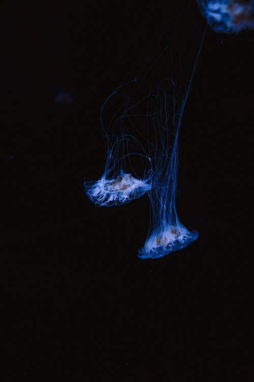 Photo of Blue Jellyfish 