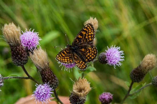 Close-up of a Butterfly on the Thistle Flower 