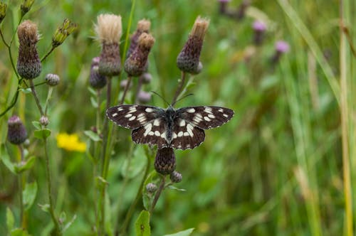 Close up of a Butterfly