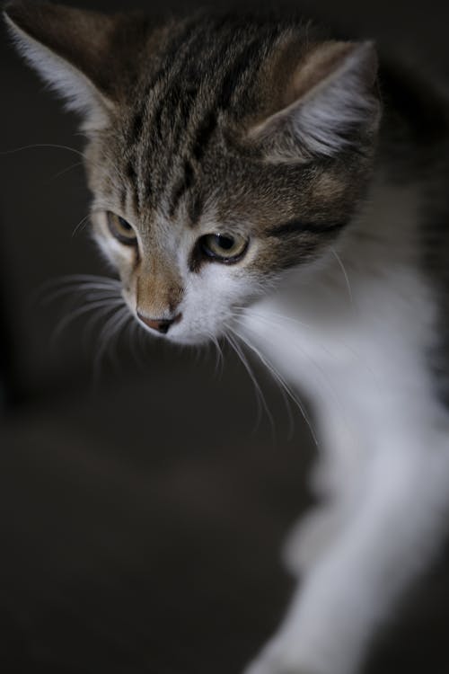 Close up of a Kitten