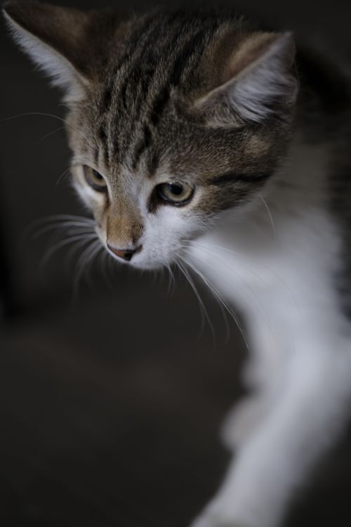 Free A close-up portrait of a curious kitten in selective focus indoors. Stock Photo
