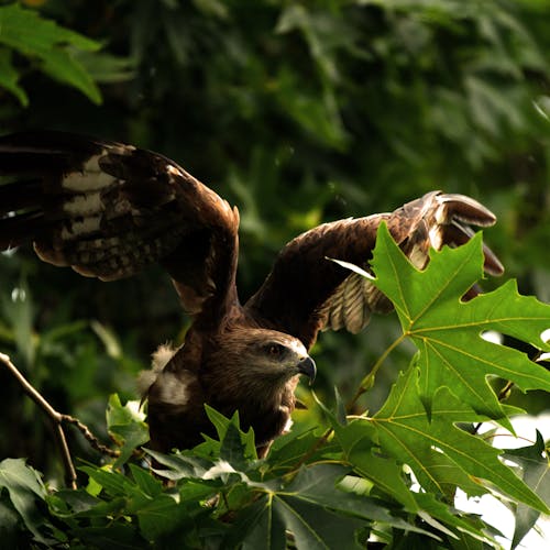 Kostnadsfri bild av black kite, rovfåglar