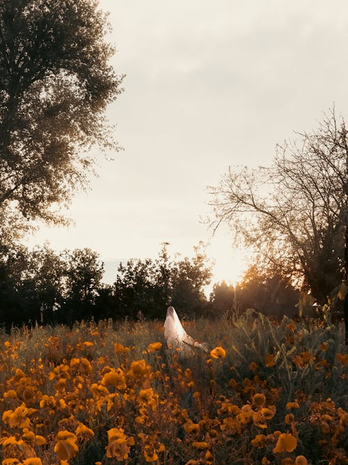 A Person Standing in a Field