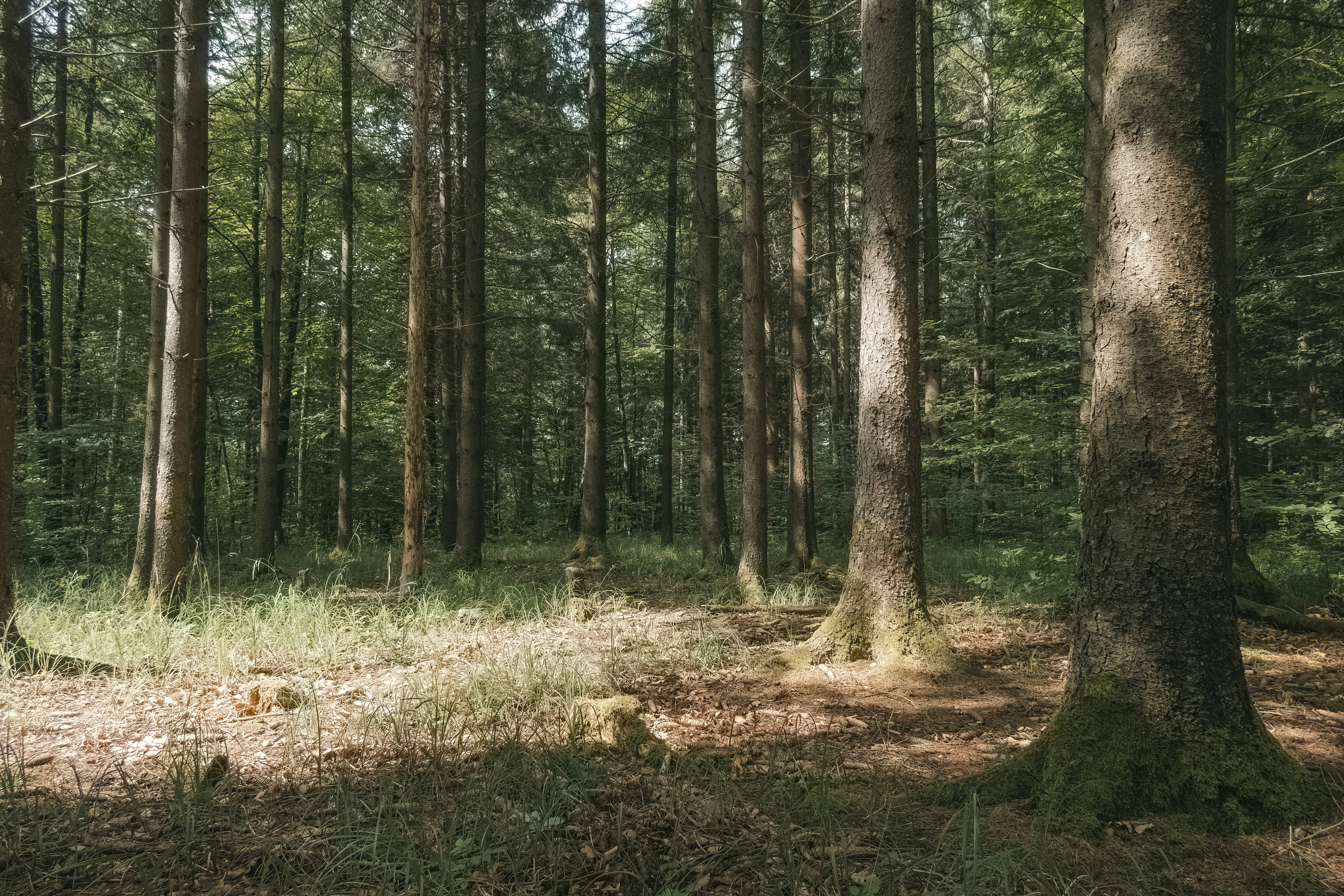 Gerodetes Waldstück