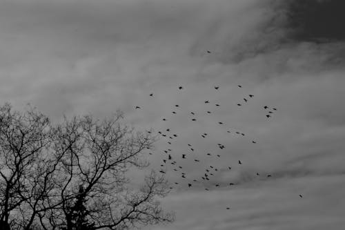 Základová fotografie zdarma na téma černobílý, divočina, létání