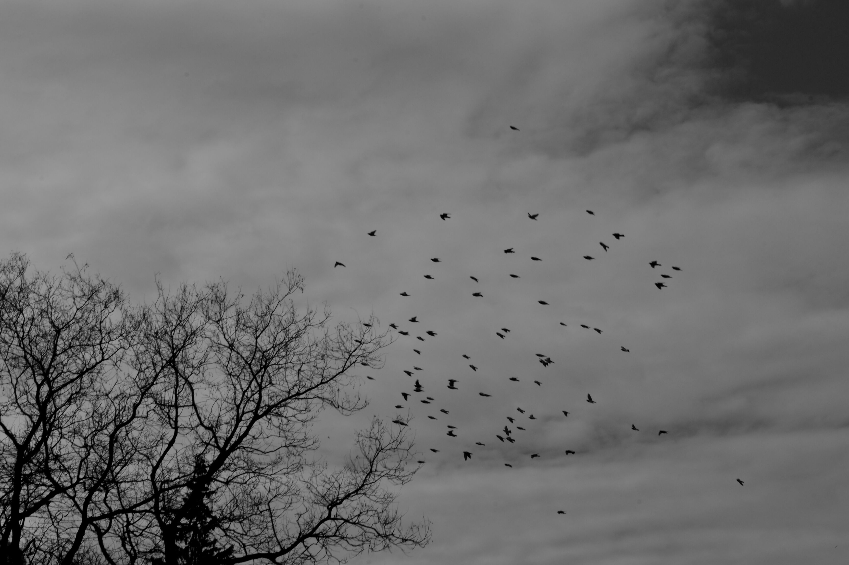 Black and white photo of birds flying in the sky · Free Stock Photo