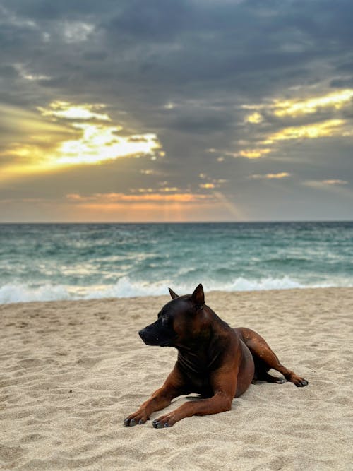 Gratis stockfoto met dierenfotografie, hond, huisdier