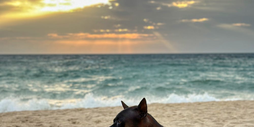 đại sứ shbet - Chiến Binh Soi Kèo - Bí Quyết Chiến Thắng