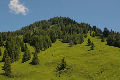 Imagine de stoc gratuită din arbori, codru, deal