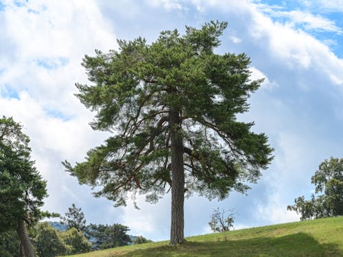 ağaç, bir başına, bitki örtüsü içeren Ücretsiz stok fotoğraf