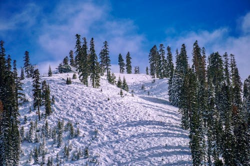 冬季运动, 山, 森林 的 免费素材图片