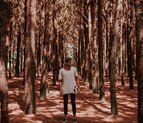 Imagine de stoc gratuită din arbori, codru, mediu