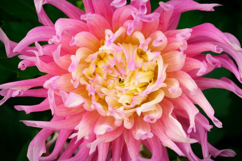 Free A vivid close-up of a pink and yellow Dahlia flower showcasing intricate petals. Stock Photo