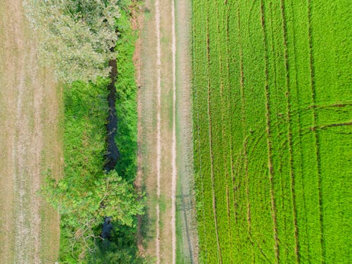 Gratis stockfoto met bomen, bovenaanzicht, dronefoto