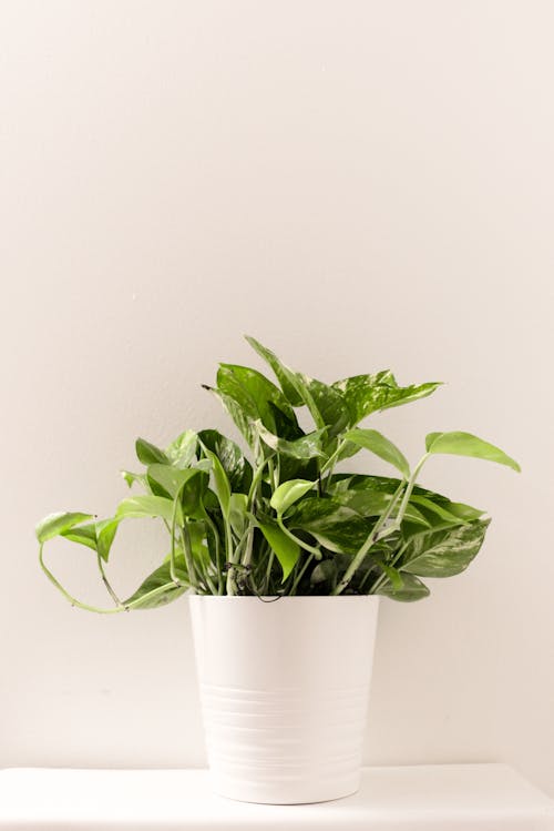 Ingyenes stockfotó cserepes növény, fehér pot, frissesség témában