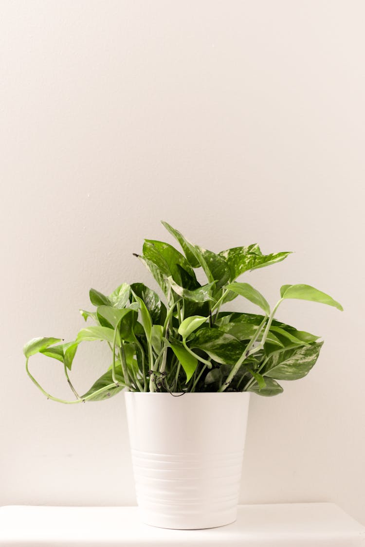 Green Potted Plant