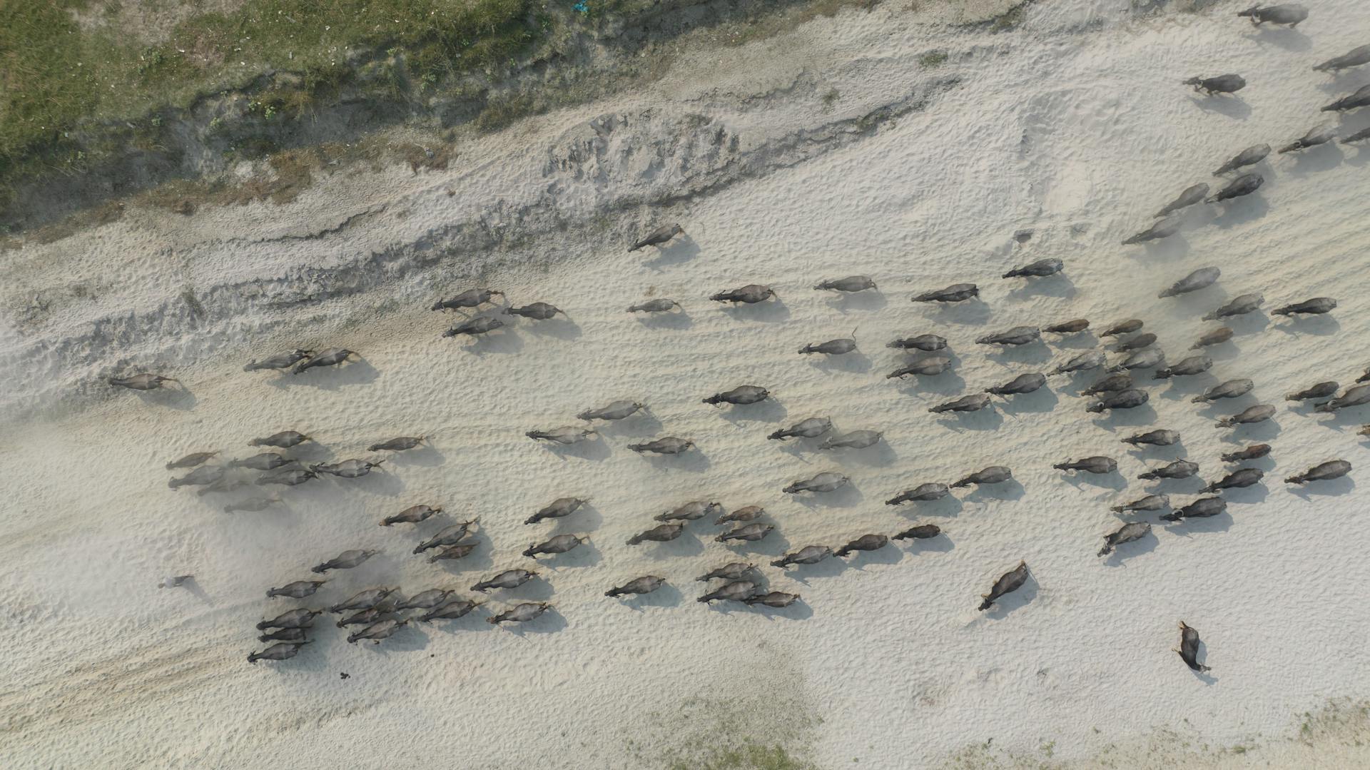 Aerial View of Animals in the Wild