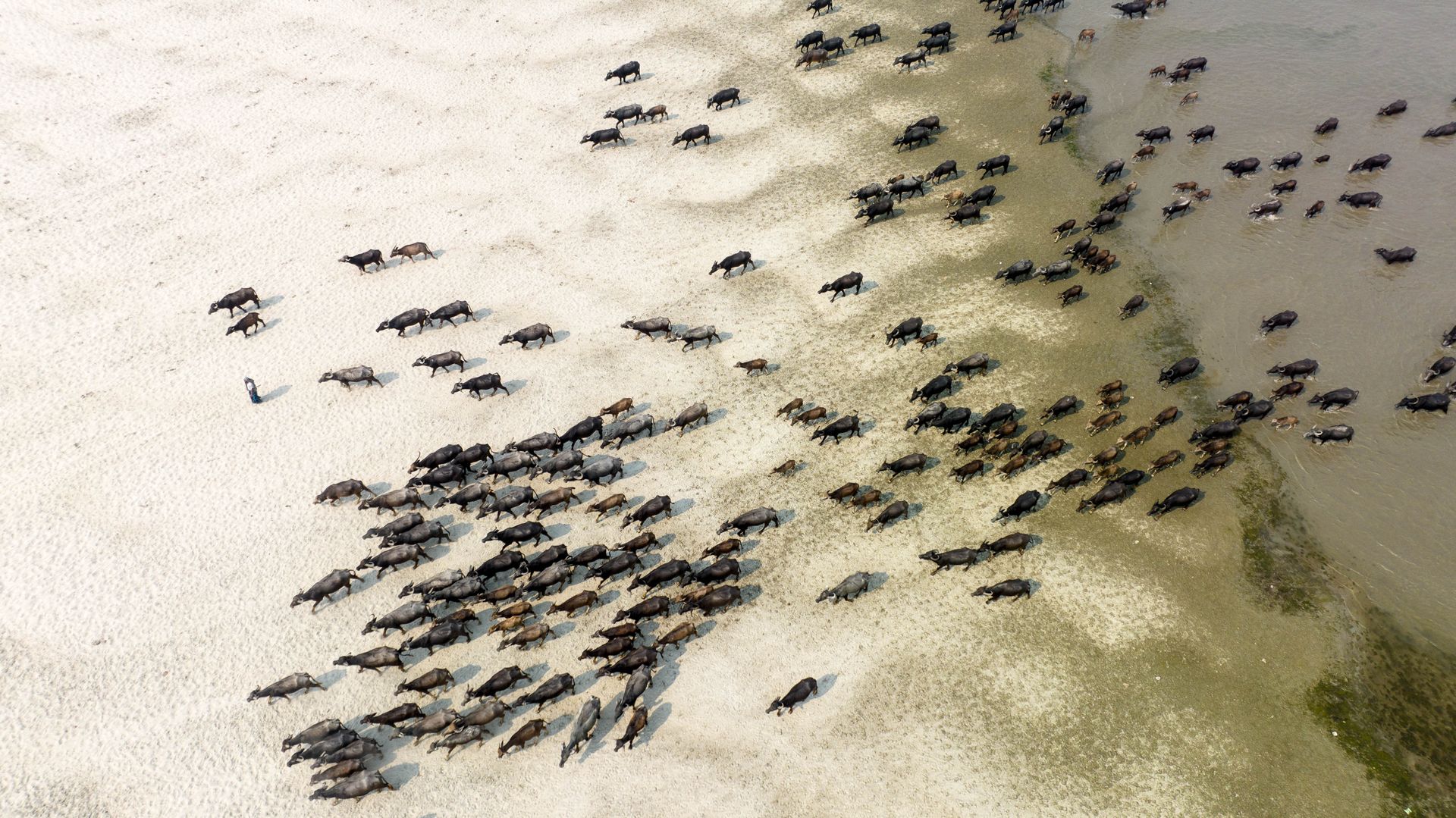 Animals by a River