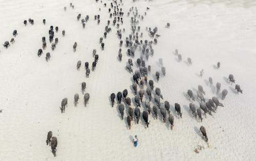 Бесплатное стоковое фото с Аэрофотосъемка, бег, действие