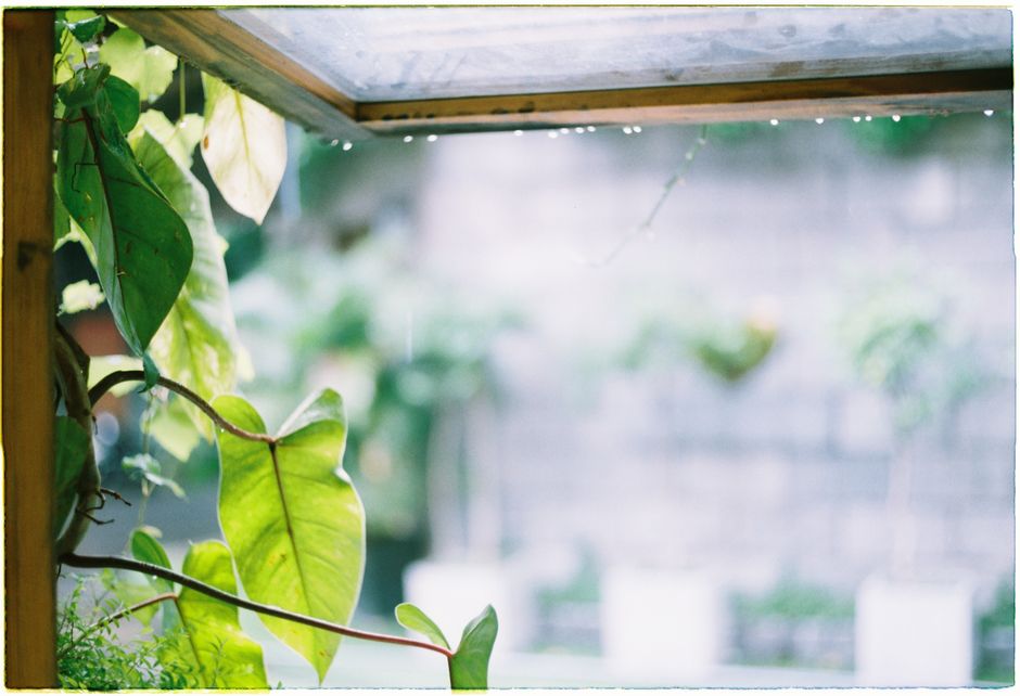 Green leaves by a rain-soaked window creating a calming natural ambiance.